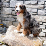 Ruby | Blue Merle & Tan Bernedoodle for sale
