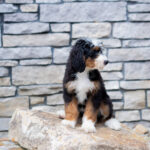 Roxy | Tri Bernedoodle for sale