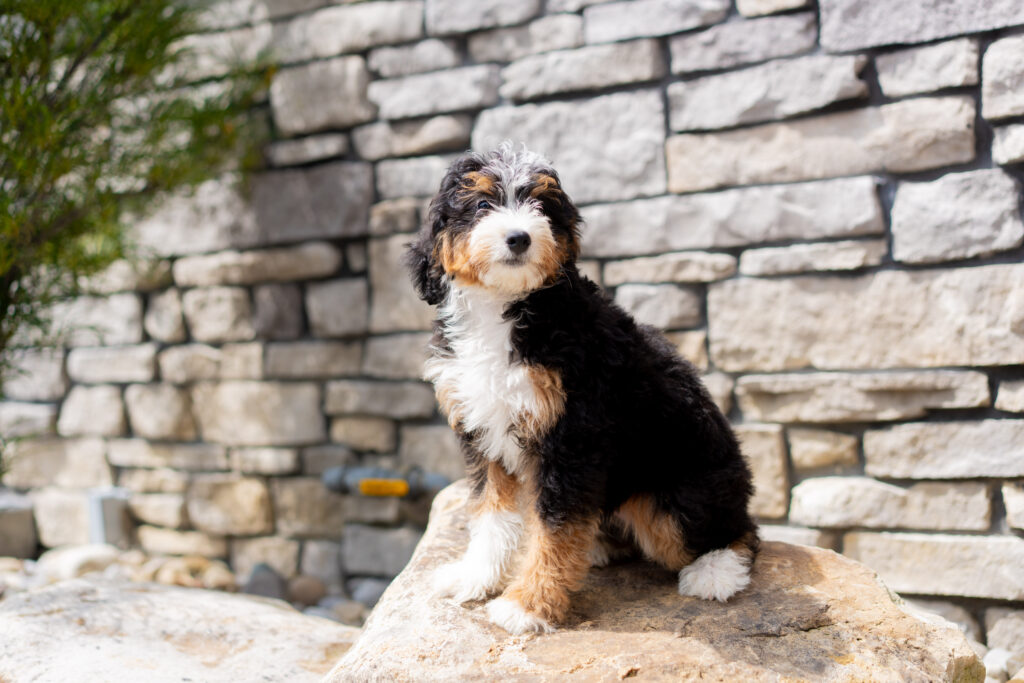 Bernedoodle puppy