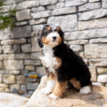 Renae | Tri Bernedoodle for sale
