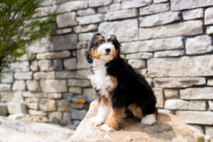 Renae Female Bernedoodle
