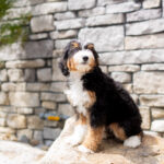 Renae | Tri Bernedoodle for sale