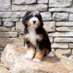 Renae | Tri Bernedoodle for sale