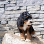 Rosie | Tri Bernedoodle for sale