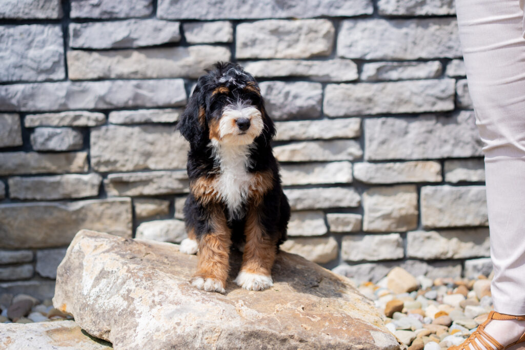 Bernedoodle puppy