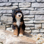Rosie | Tri Bernedoodle for sale