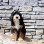 Rosie | Tri Bernedoodle for sale