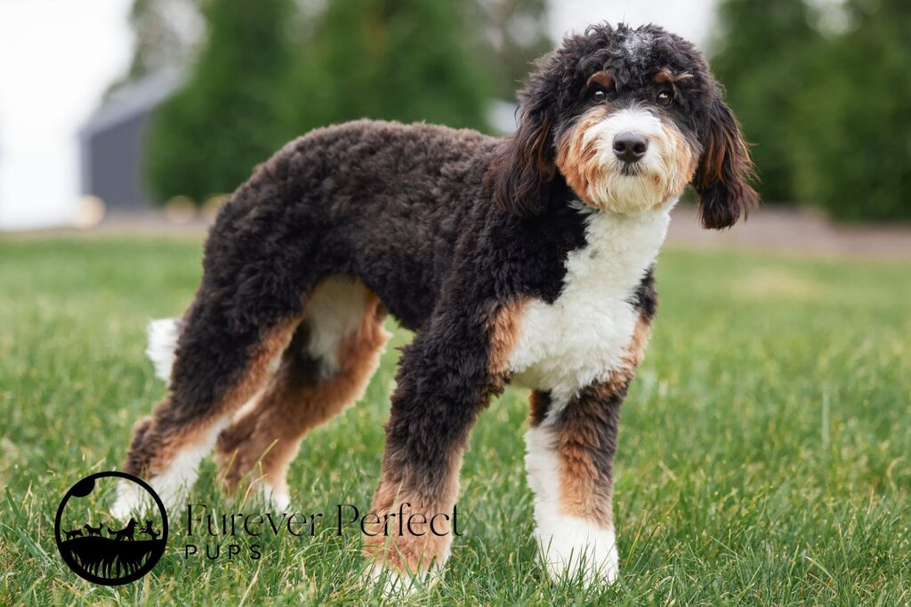 Bernedoodle standing in grass