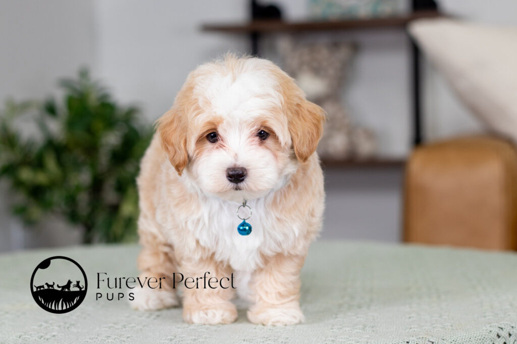 Maltipoo puppy