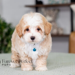 Maltipoo puppy