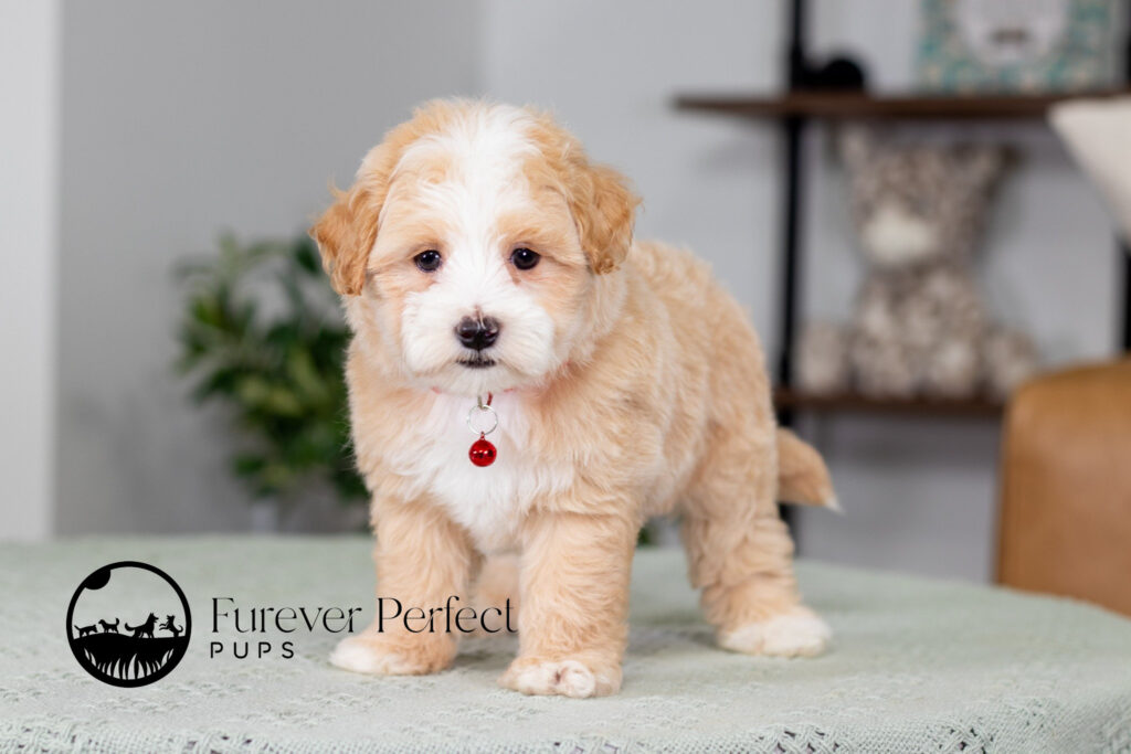 Maltipoo puppy