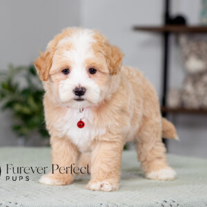 Maltipoo puppy