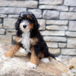 Remy | Tri Bernedoodle for sale