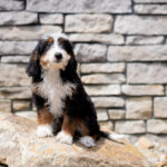 Raven | Tri Bernedoodle for sale