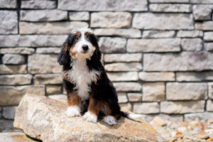 Raven Female Bernedoodle