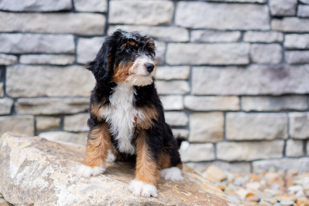 Bernedoodle puppy