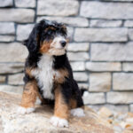 Remy | Tri Bernedoodle for sale