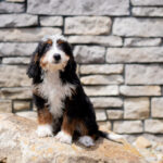 Raven | Tri Bernedoodle for sale