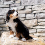 Raven | Tri Bernedoodle for sale