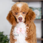 Wendy | Ruby Poodle for sale