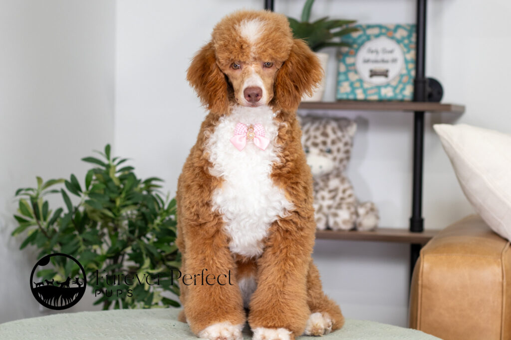 Poodle posing for a photo