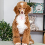 Wendy | Ruby Poodle for sale