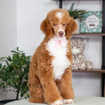 Wendy | Ruby Poodle for sale