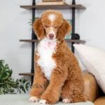 Wendy | Ruby Poodle for sale