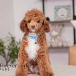 Tito | Ruby Poodle for sale