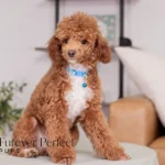 Tito | Ruby Poodle for sale
