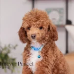 Tito | Ruby Poodle for sale