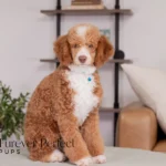 Wendy | Ruby Poodle for sale