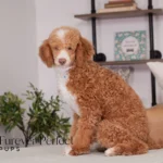 Wendy | Ruby Poodle for sale