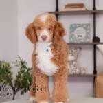 Wendy | Ruby Poodle for sale