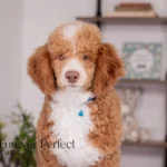 Wendy | Ruby Poodle for sale