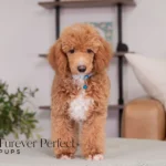 Willow | Ruby Poodle for sale