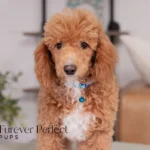 Willow | Ruby Poodle for sale