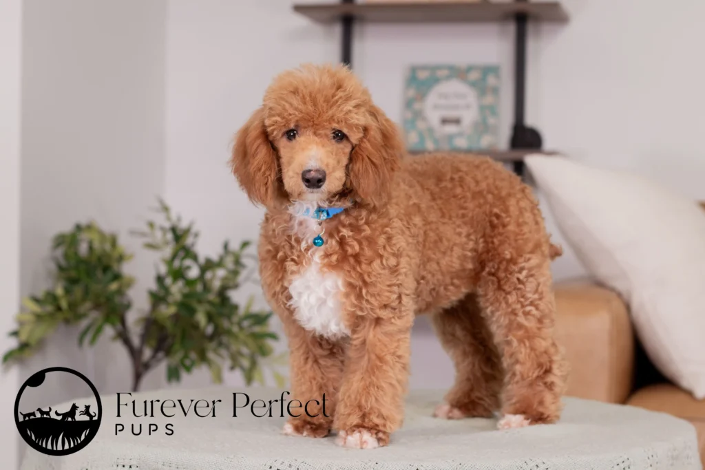 Willow | Miniature Poodle