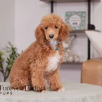 Willow | Ruby Poodle for sale