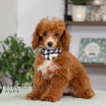 Aldean | Ruby Poodle for sale