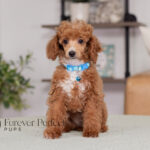 Aldean | Ruby Poodle for sale