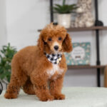 Aldean | Ruby Poodle for sale