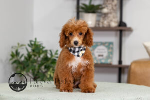 Aldean Male Poodle