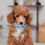 Aldean | Ruby Poodle for sale