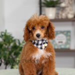 Aldean | Ruby Poodle for sale