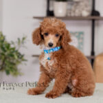 Aldean | Ruby Poodle for sale