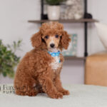 Aldean | Ruby Poodle for sale