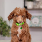 Antoine | Ruby Poodle for sale