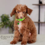 Antoine | Ruby Poodle for sale