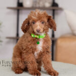 Antoine | Ruby Poodle for sale